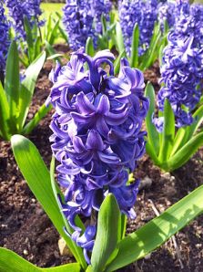 330px-Hyacinth_-_Anglesey_Abbey