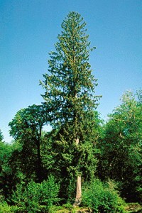 Sitka Spruce 
